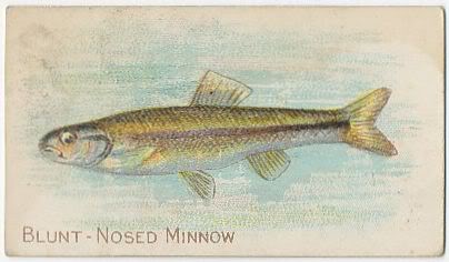 54 Blunt-Nosed Minnow